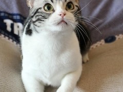 嘉美猫舍