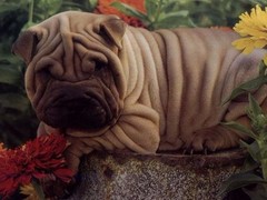盛诚犬业