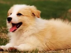 福州比格猎犬