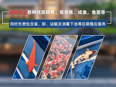 兰州金龙鱼价格