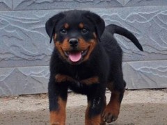犬舍繁殖基地