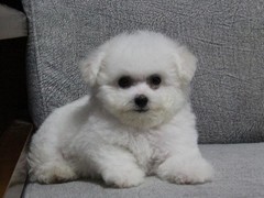 成都喜喜犬舍
