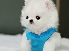 海口短脚长身梗
