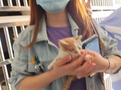上海静安区宠物流浪狗流浪猫小动物救助领养收容收养中心站