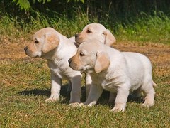沁阳名犬俱乐部