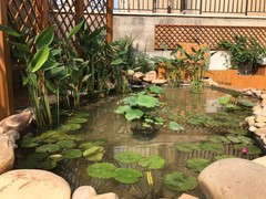 乌鲁木齐锦鲤价格