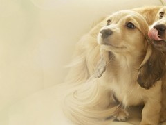 汪泰犬业