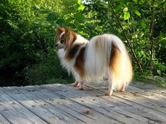 泰州美国英国猎浣熊犬