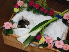 邢台宠物火化价格