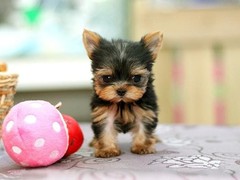 犬舍繁殖基地