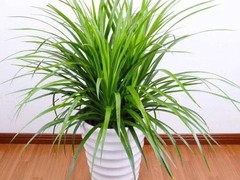 海口滨江鲜花绿植园圃