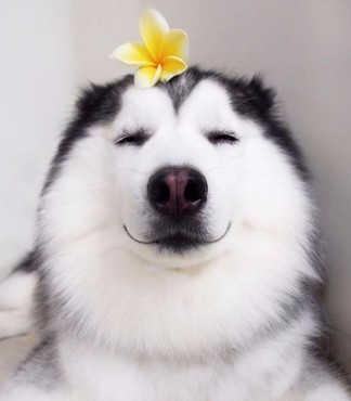 犬舍繁殖基地