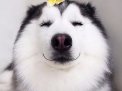 咸阳哈士奇幼犬