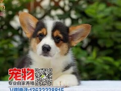 广东宠物养殖