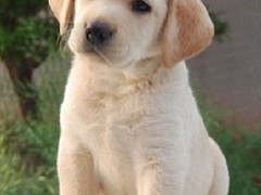 宠爱一生犬舍