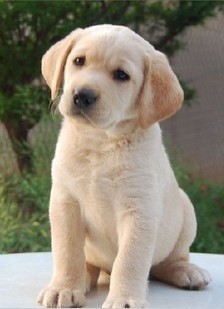 宠爱一生犬舍