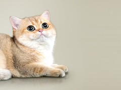 宁波拉邦猫出售