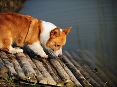 豆豆犬舍
