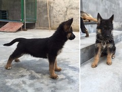 豆豆犬舍