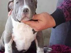 盛诚犬业