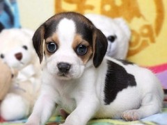 威海卷毛寻回犬