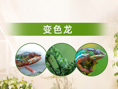 淄博变色龙出售