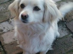 淮安美国猎狐犬