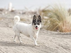 绵阳西施犬