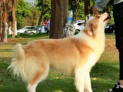 益帆边境犬舍