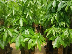 深圳市语花香园艺有限公司