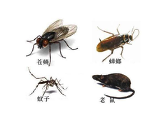 保定灭鼠公司电话