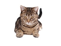 长沙东方猫领养