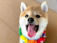 犬舍繁殖基地