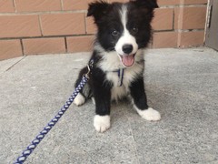 豆豆犬舍