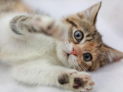 顺安猫舍