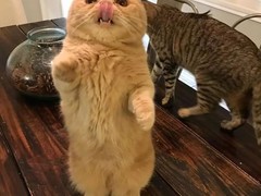 晶滢猫舍