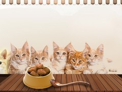 清韵猫舍