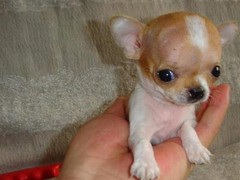 宠之恋犬舍（中山正规犬舍）