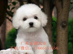 广东退伍兵犬舍