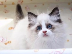 杭州蓝白多少钱