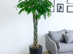海口滨江鲜花绿植园圃