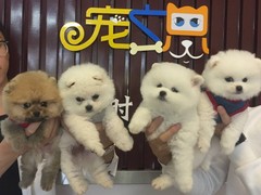 宠之恋犬舍（中山正规犬舍）