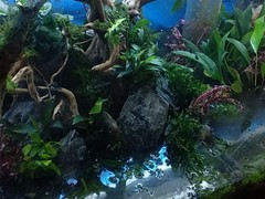 21世纪鱼缸水族维护公司