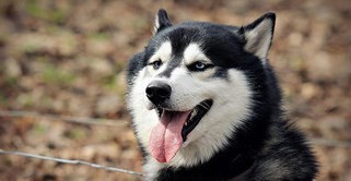 拉萨比利时牧羊犬