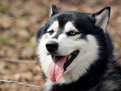 拉萨比利时牧羊犬