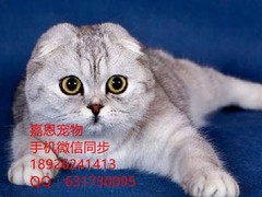 广东嘉恩猫舍