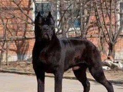 山东浩然犬舍