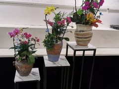 北京綠植花卉租賃租擺