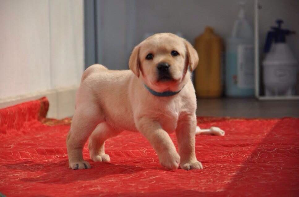 犬舍繁殖基地