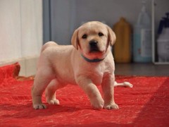 高端名贵犬